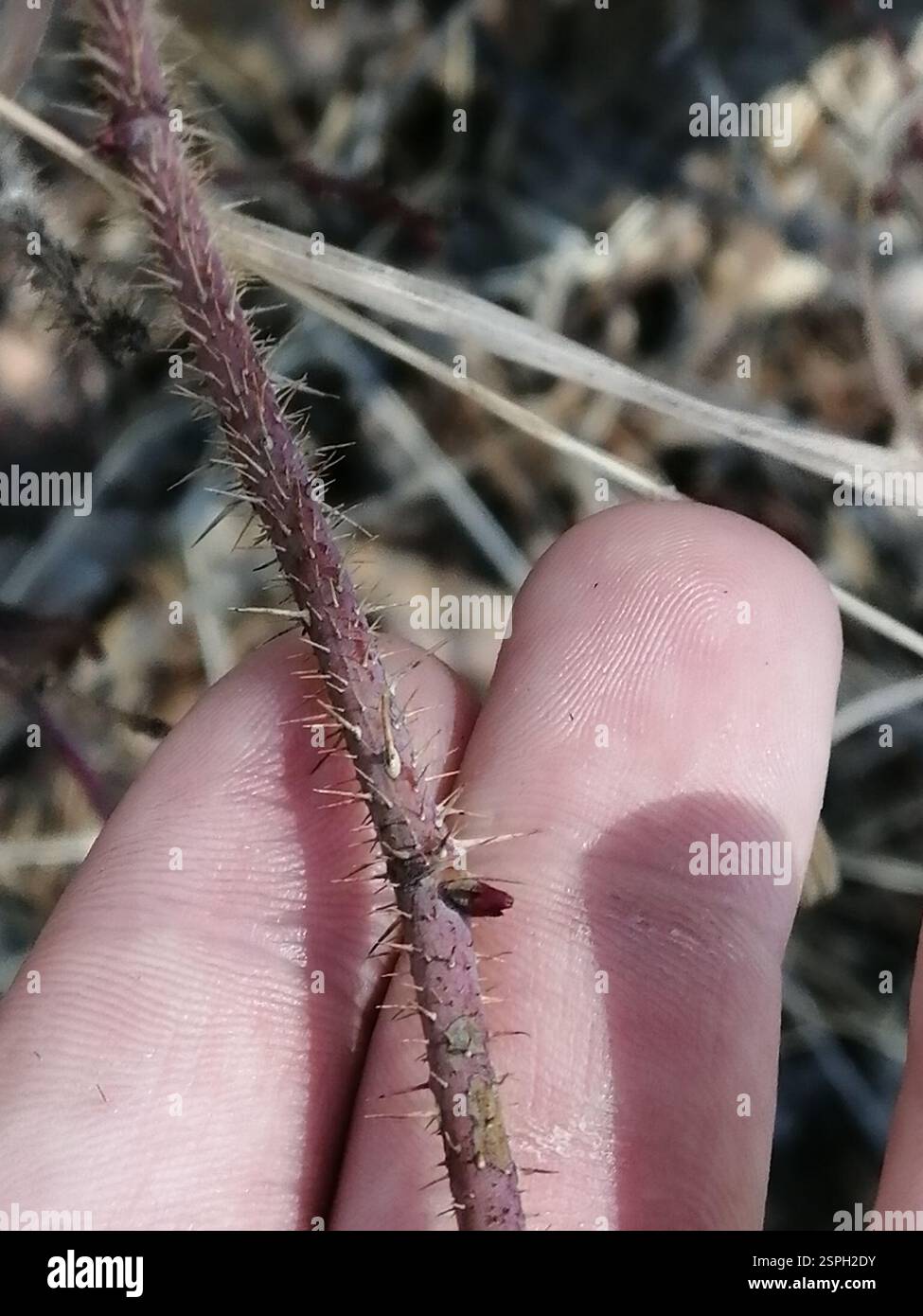 Prickly Wild Rose (Rosa acicularis), Plantae, Раздолье, Иркутская обл ...