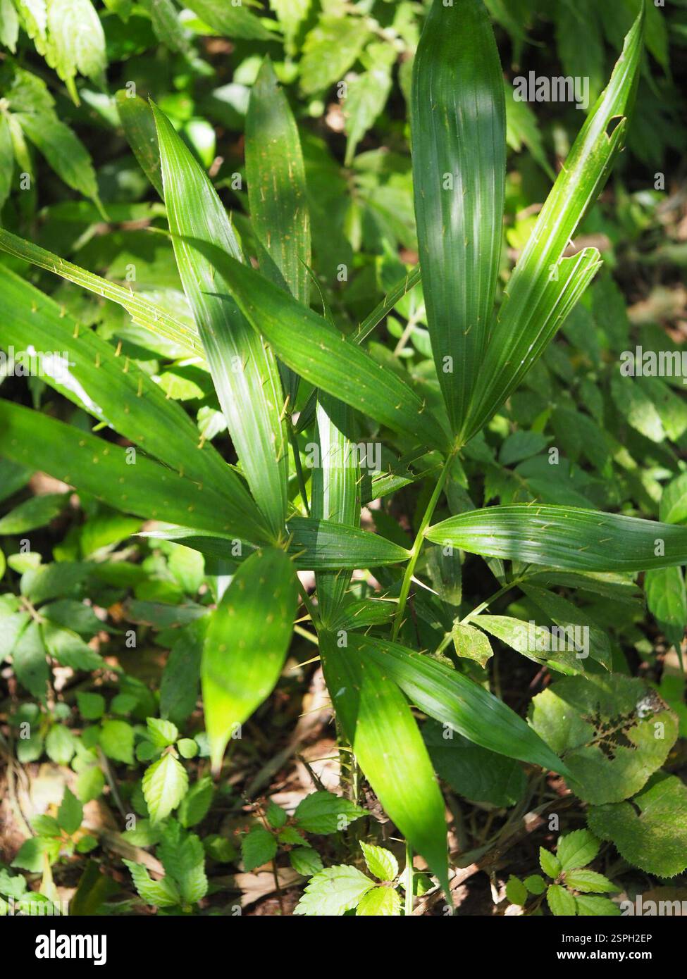 Calamus rotang hi-res stock photography and images - Alamy