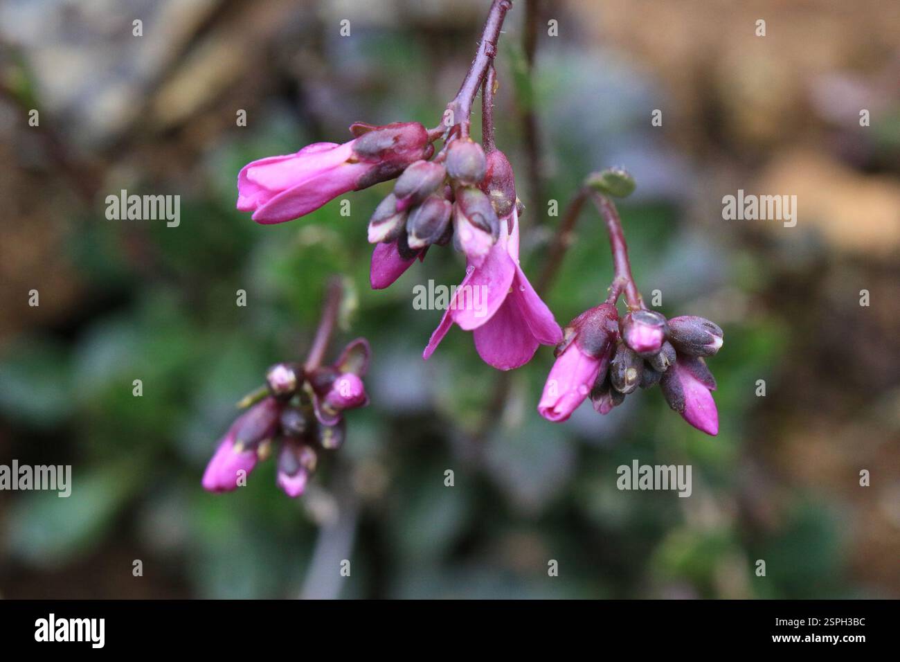 Waldo Rocks Waldo Rockcress (Arabis aculeolata), Plantae, Josephine, Oregon, United ...