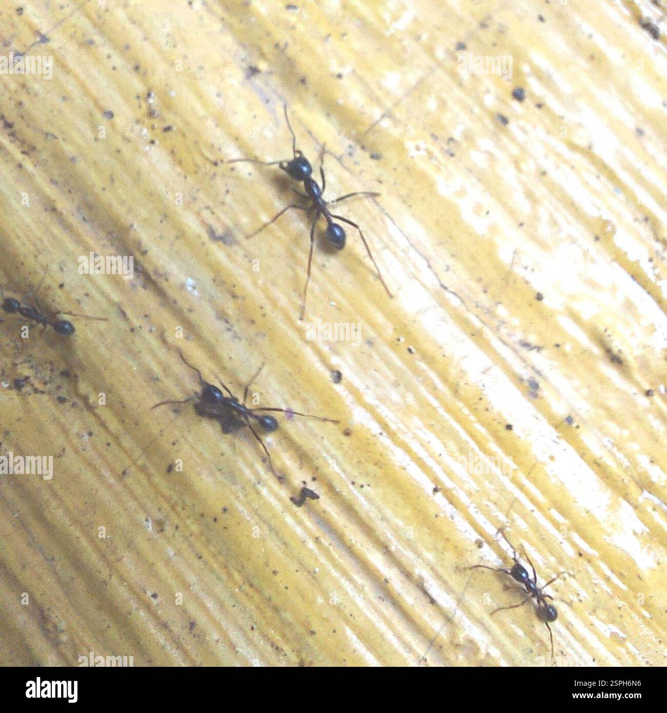 Labidus praedator hi-res stock photography and images - Alamy