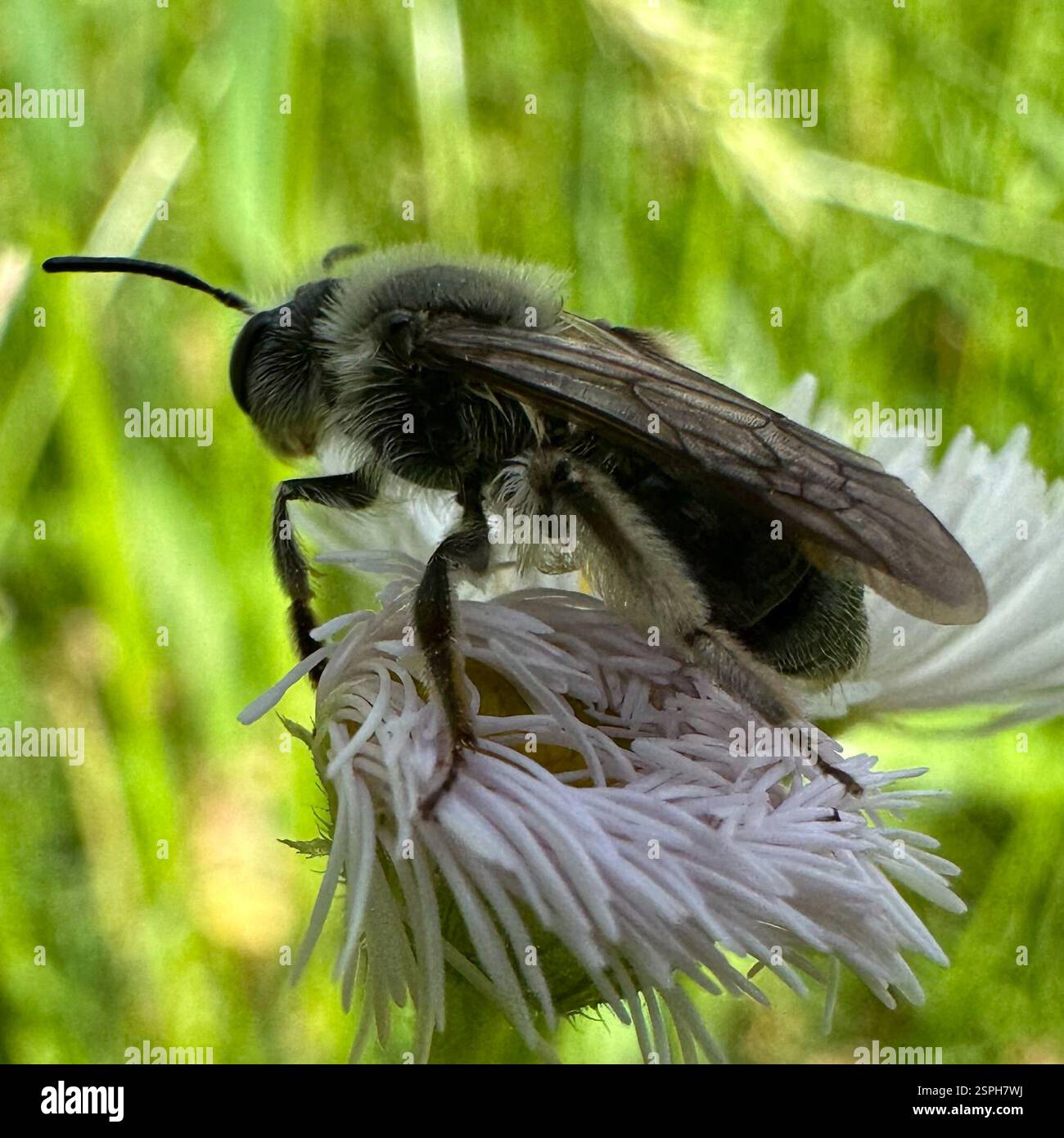 Mining Bees (Andrena), Insecta, Kentucky, US, On Fleabane Stock Photo ...