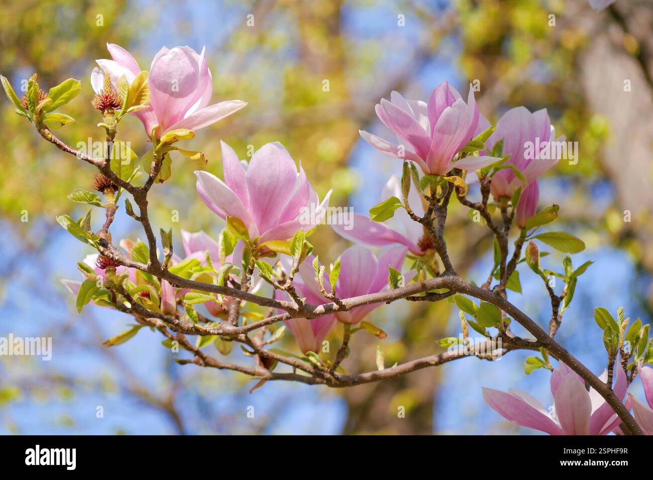 Beautiful magnolia soulangeana pink flowering hi-res stock photography ...