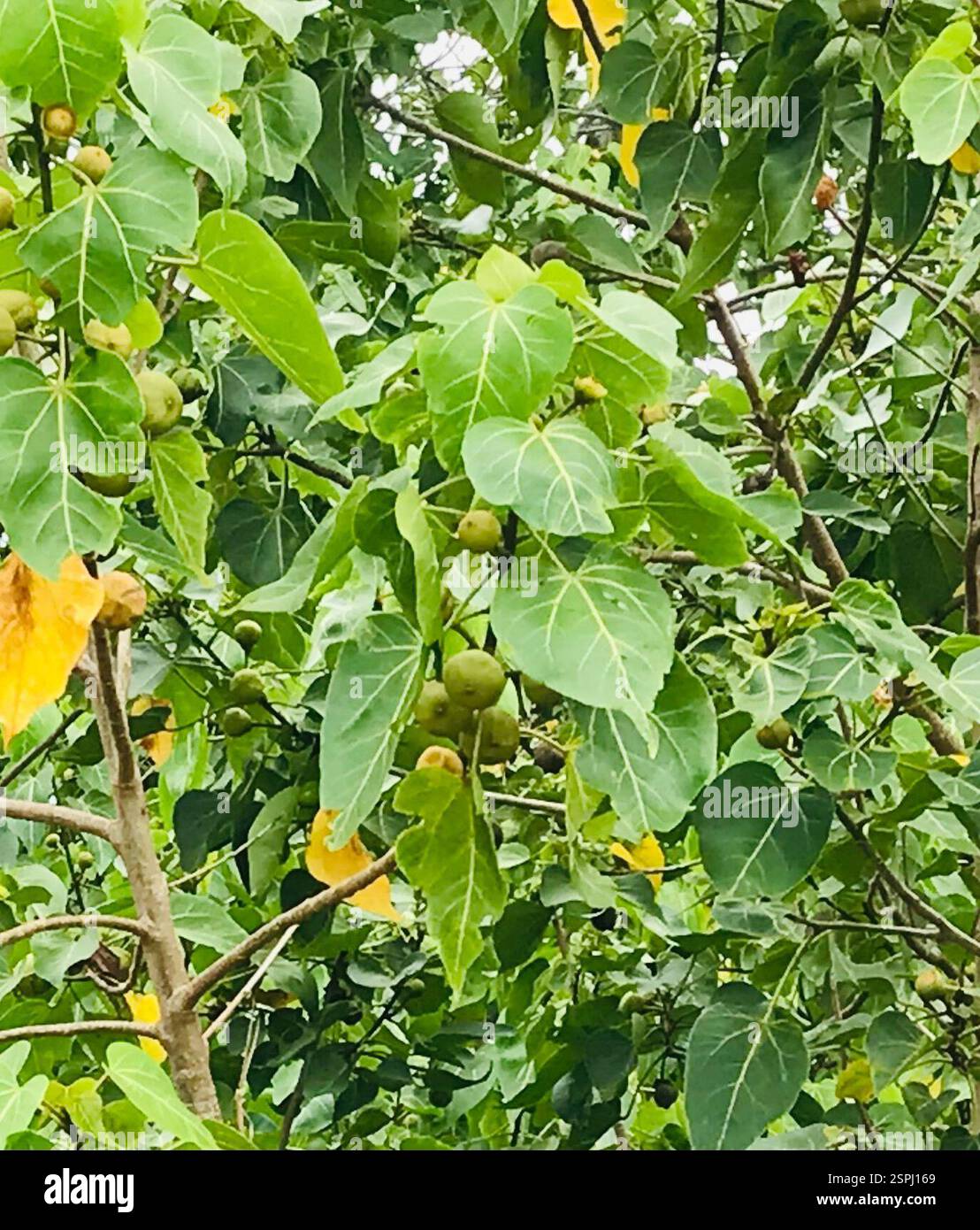 Peratia Tree Portia tree (Thespesia populnea), Plantae, Kampung Tebok Seri Tanjung ...