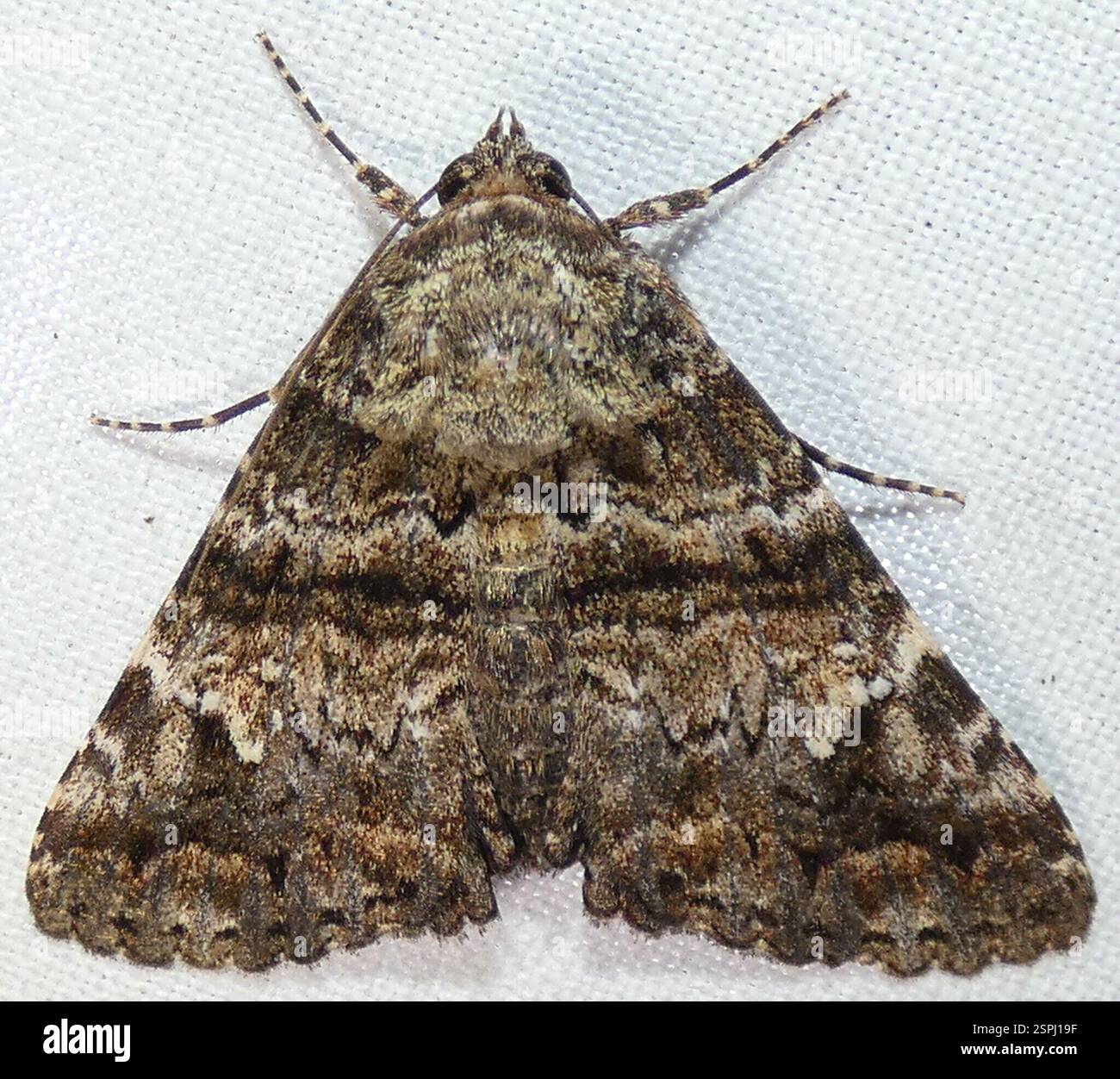 Metria Live Oak Metria Moth (Metria amella), Insecta, River Rd. Preserve ...