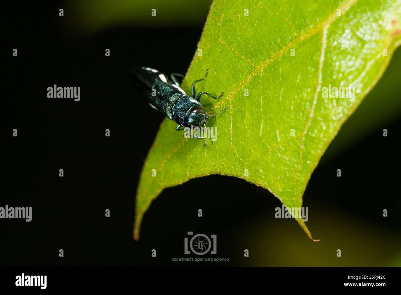 Spotworm Borer (Agrilus acutipennis), Insecta, Chimney Lakes ...