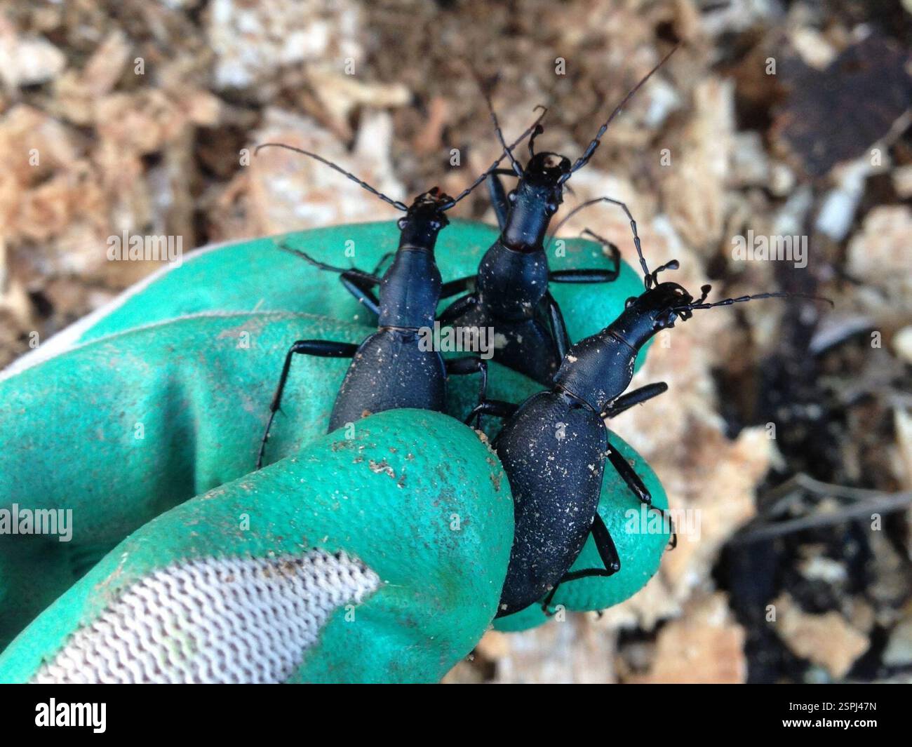 Carabus blaptoides hi-res stock photography and images - Alamy Carabus blaptoides hi-res stock photography and images - Alamy