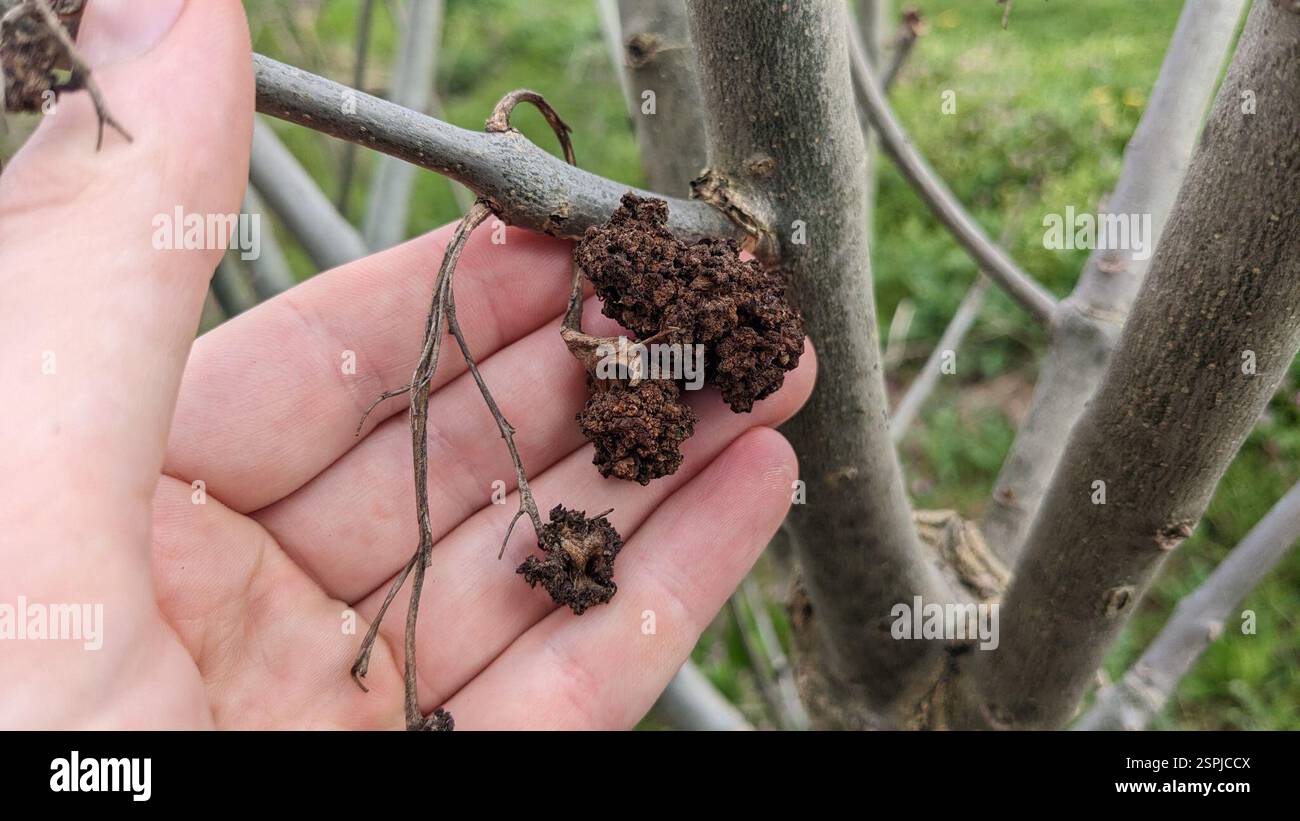 Ash Key Gall Mite (Aceria fraxinivora), Arachnida, London E10, UK, I ...