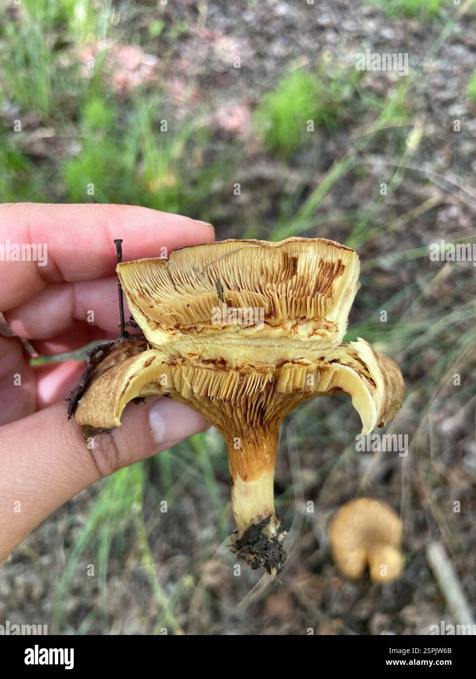 Ota Stinks Basidiomycete Fungi (Basidiomycota), Fungi, Gülpınar Devlet Ormanı ...