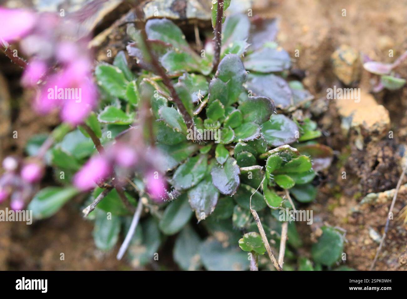Waldo Rocks Waldo Rockcress (Arabis aculeolata), Plantae, Josephine, Oregon, United ...