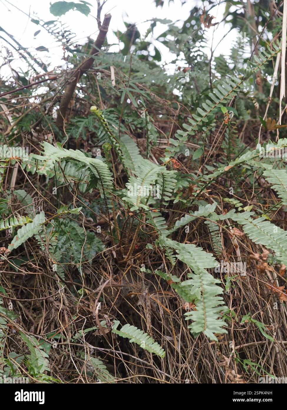 Fishbone Fern (Nephrolepis cordifolia), Plantae, 台灣台北 Stock Photo - Alamy