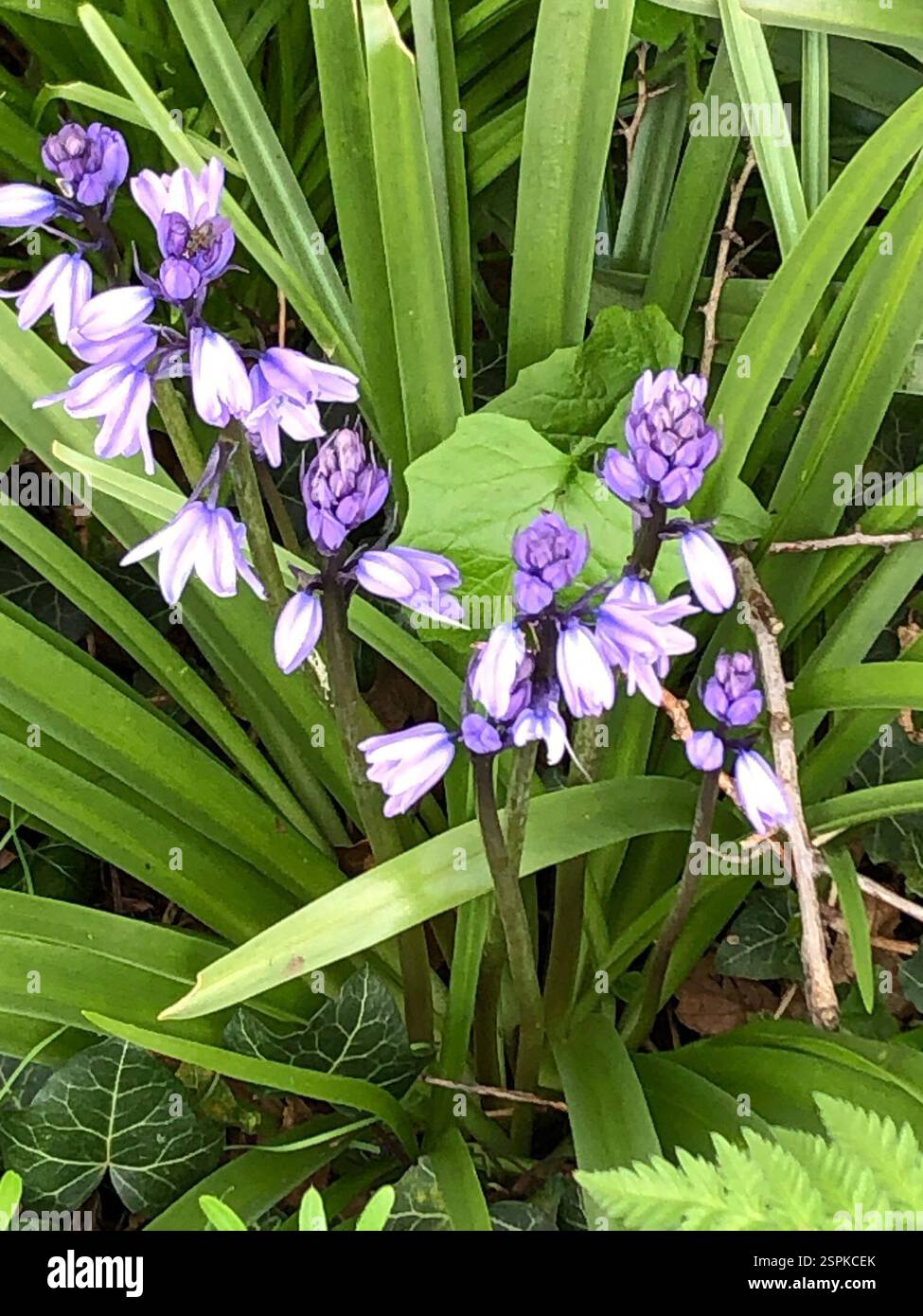 Bluebells (Hyacinthoides), Plantae, Hathern, Loughborough, England, GB Stock Photo