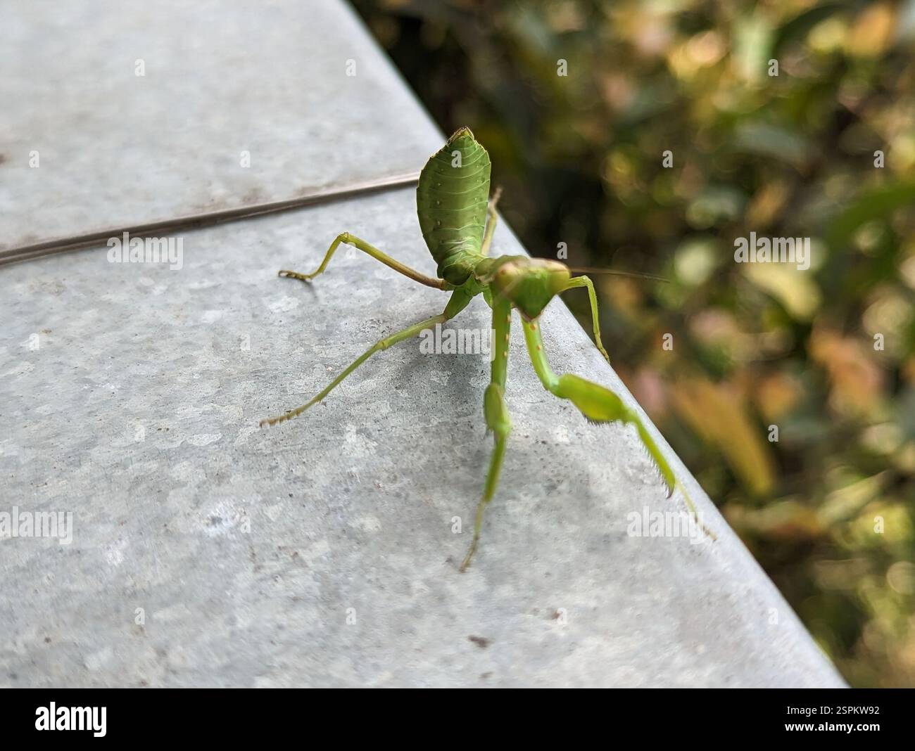 Giant Asian Mantis (Hierodula patellifera), Insecta, 540台灣南投縣南投市鳳鳴里 ...