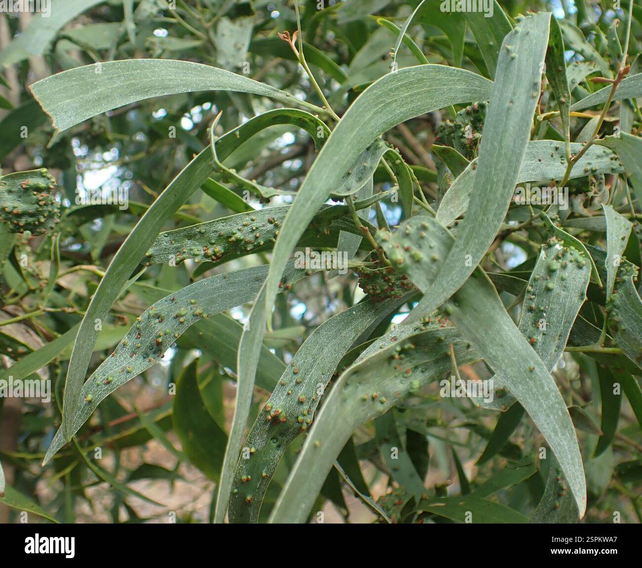 Insects (Insecta), Insecta, Wynyard TAS 7325, Australia, Galls on ...