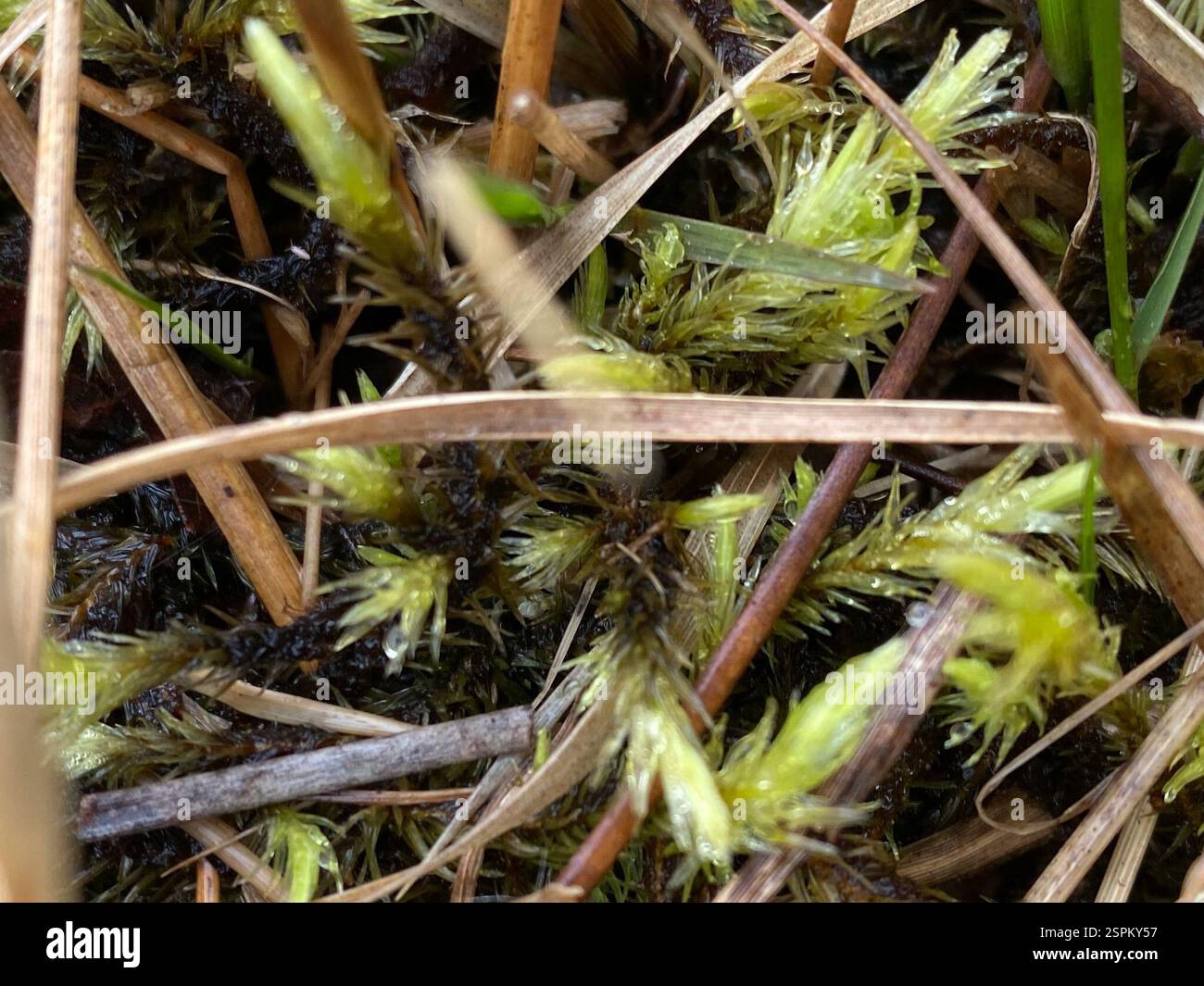 Bog Rows ribbed bog moss (Aulacomnium palustre), Plantae, High Weald Area of ...