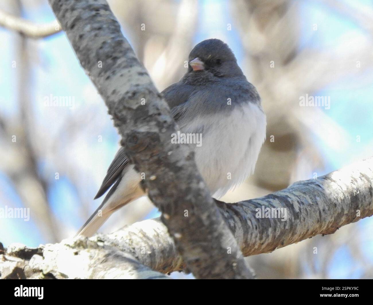 Dark-eyed Junco (Junco hyemalis), Aves, Rowley, MA, USA Stock Photo - Alamy