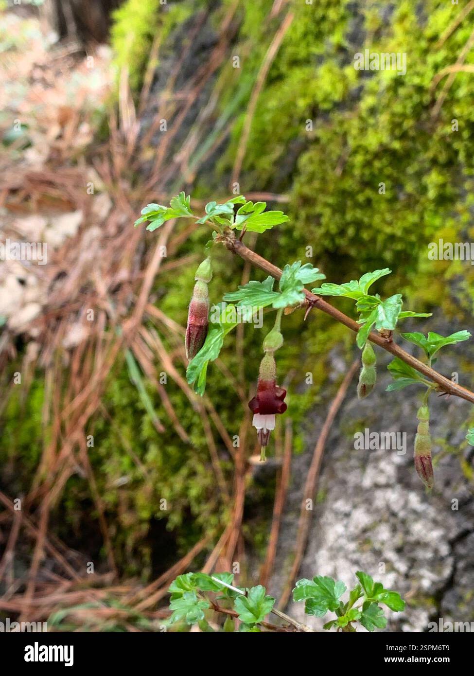 Ribes roezlii hi-res stock photography and images - Alamy
