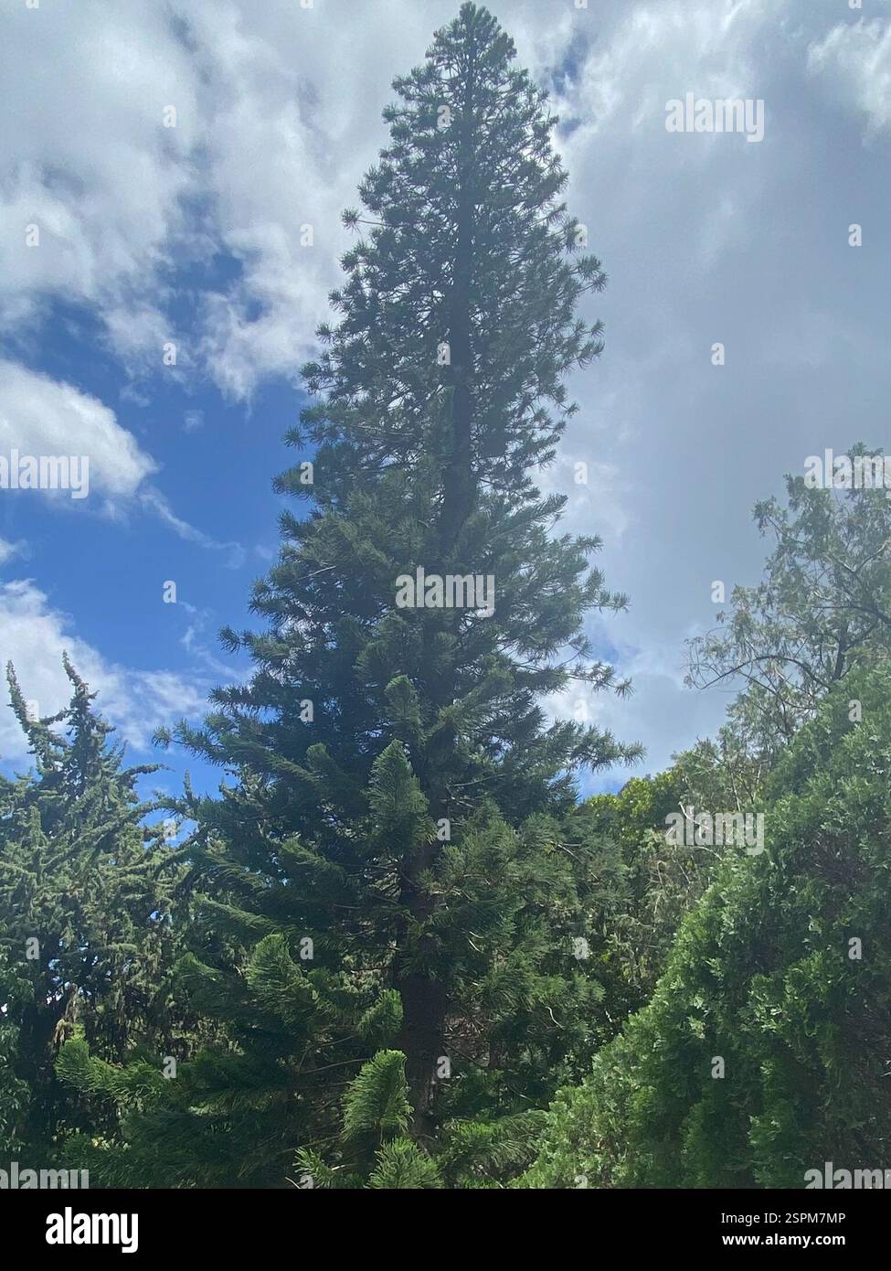 Cook Pine Cook pine (Araucaria columnaris), Plantae, Kepaniwai Park, Wailuku, HI ...