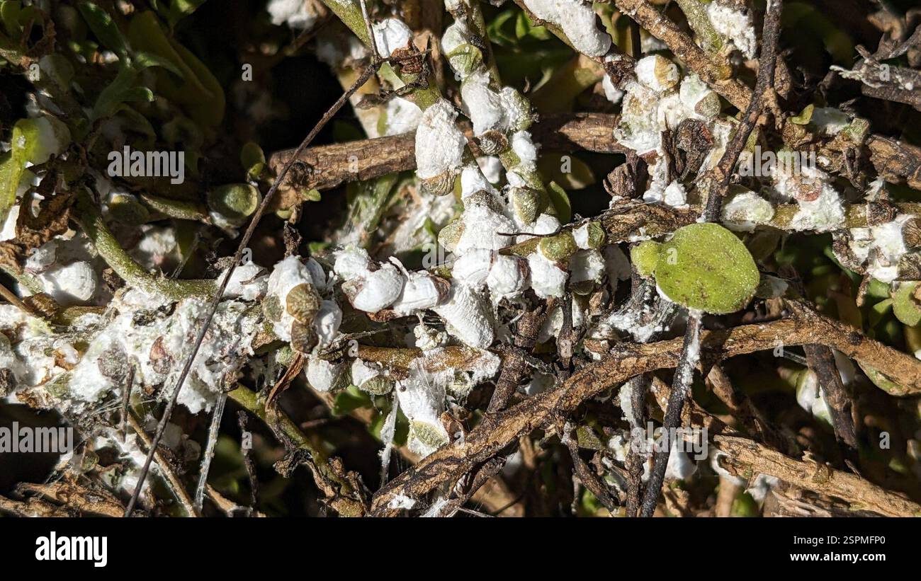 Iceplant scale hi-res stock photography and images - Alamy
