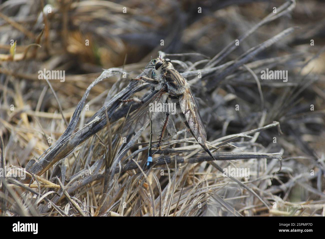Madal Insect (Lochmorhynchus leoninus), Insecta, Humedal de Chilca, Lima Stock Photo ...