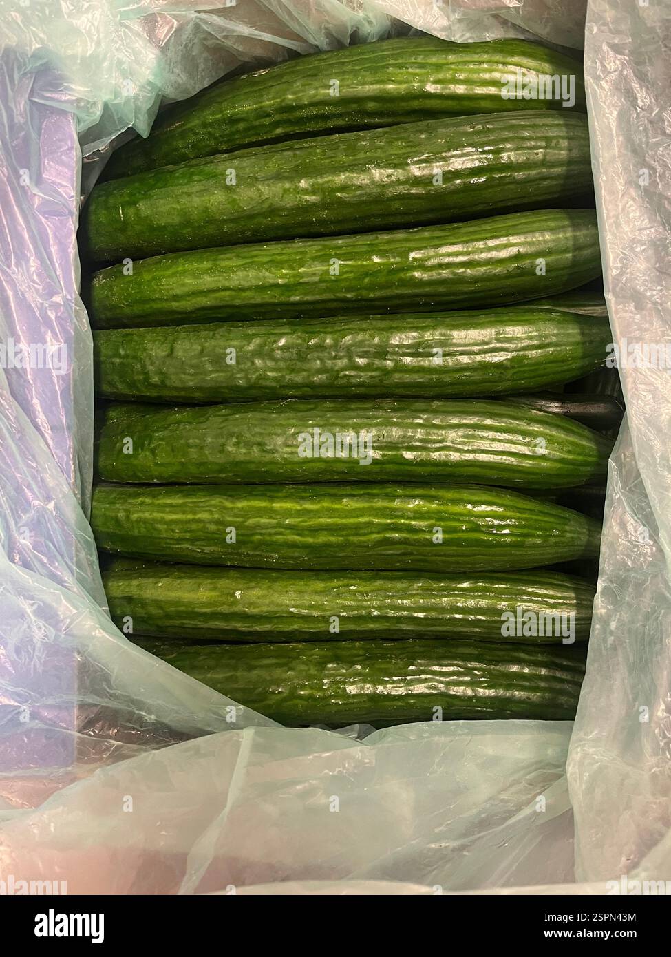cucumbers, Cucumis sativus, English cucumbers, hot-house cucumbers, warehouse, seedless cucumbers, agriculture, food supply,  distribution - Smartphone Captured Stock Image