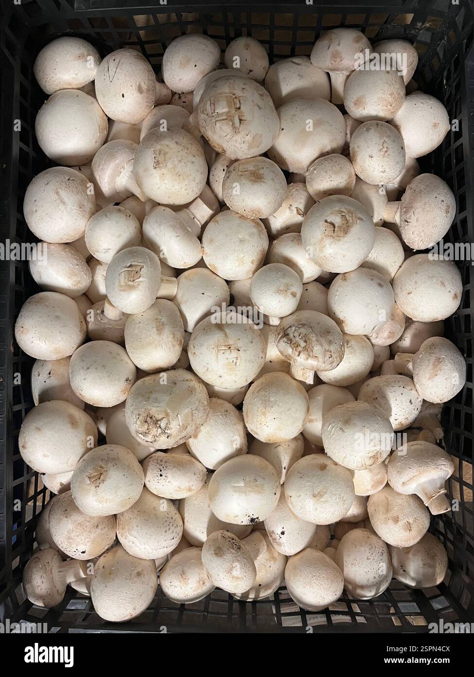 Agaricus bisporus, cultivated mushrooms, basidiomycete, mushrooms, vegetables, warehouse, agriculture, food supply, vegetable storage, distribution - Smartphone Captured Stock Image