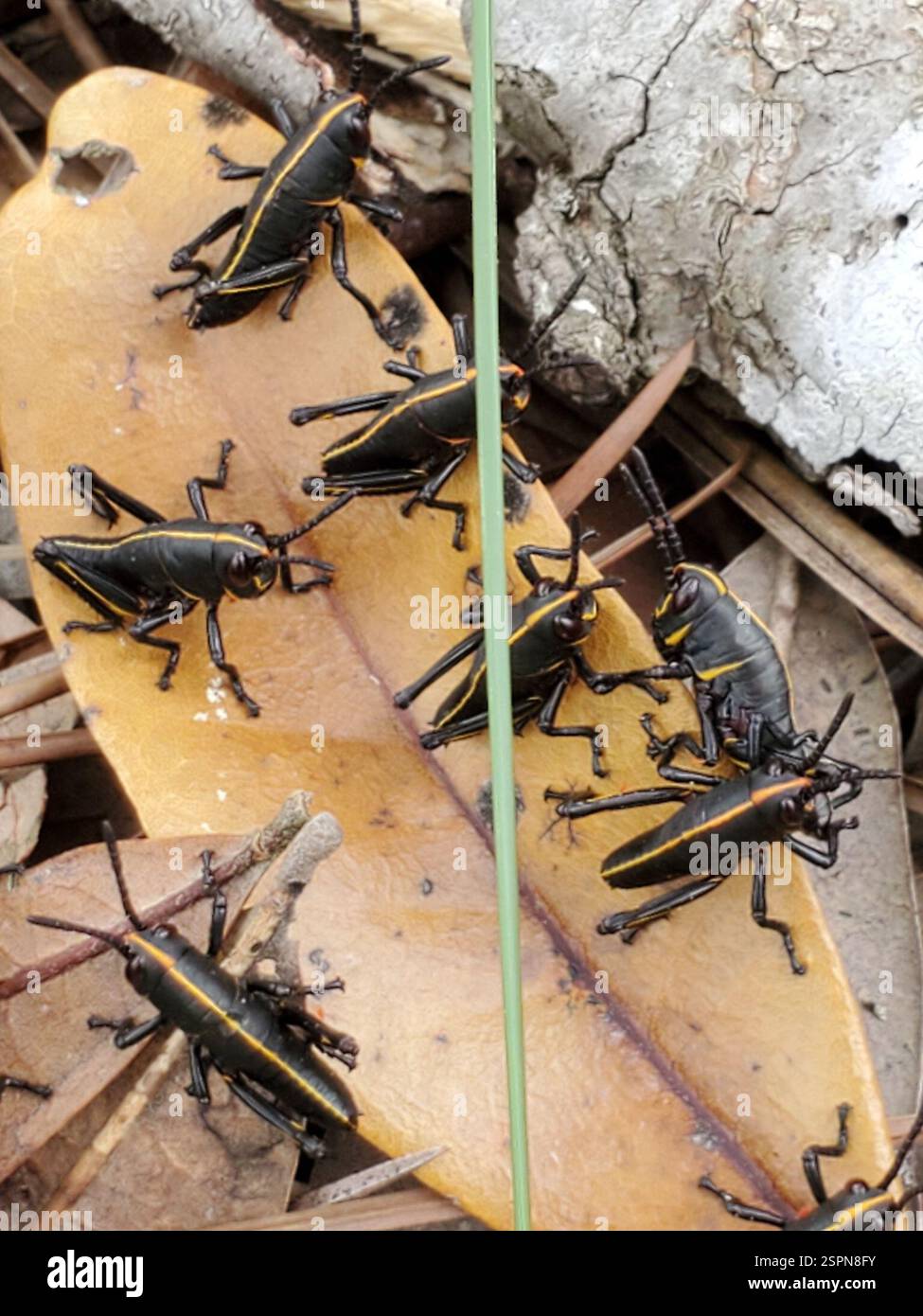 Eastern Lubber Grasshopper (Romalea microptera), Insecta, Chimney Lakes ...