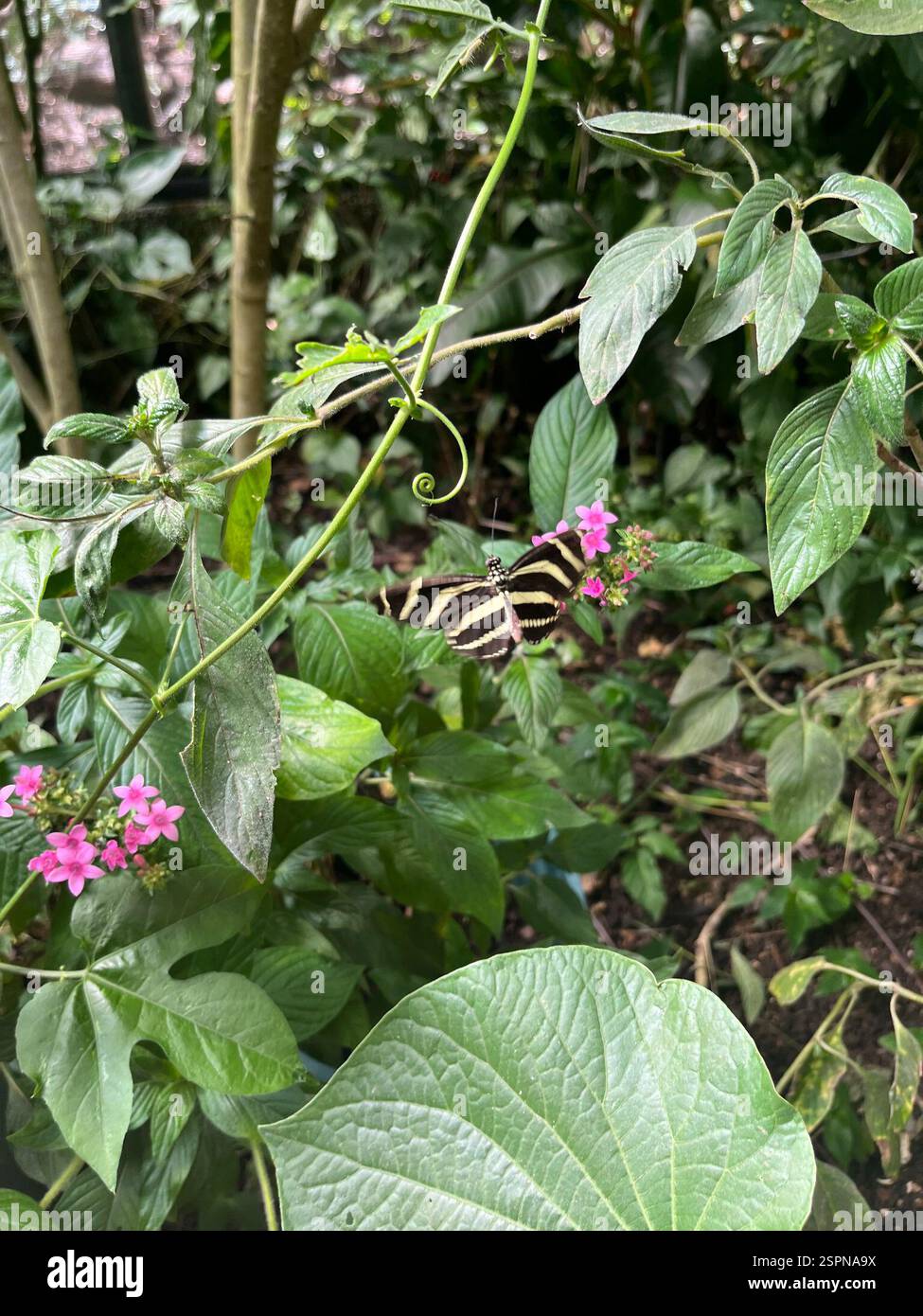 (Heliconius charithonia vazquezae), Insecta, 700 m sur del escuela ...