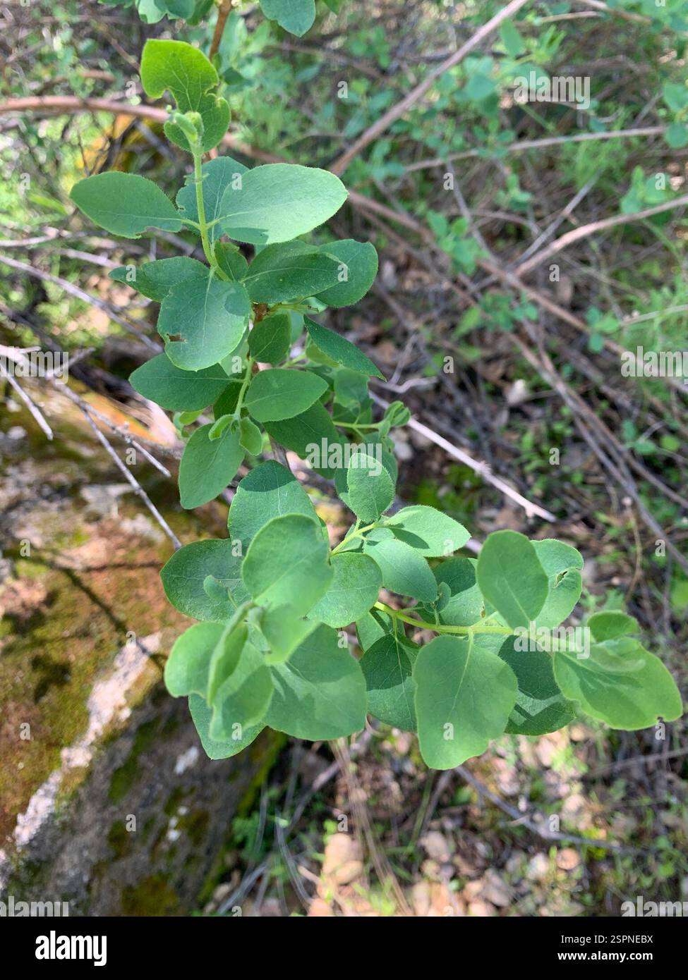 philodendron lemon lime kaufen Lemon Lime Vining Heartleaf Philodendron cordatum - Easy to Grow