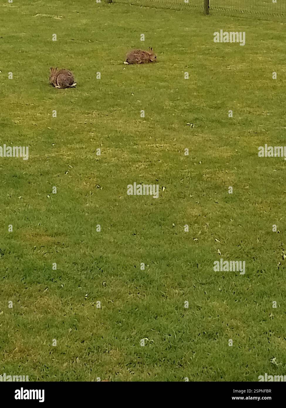 Edinburgh Rabbits European Rabbit (Oryctolagus cuniculus), Mammalia, Edinburgh EH12, UK ...