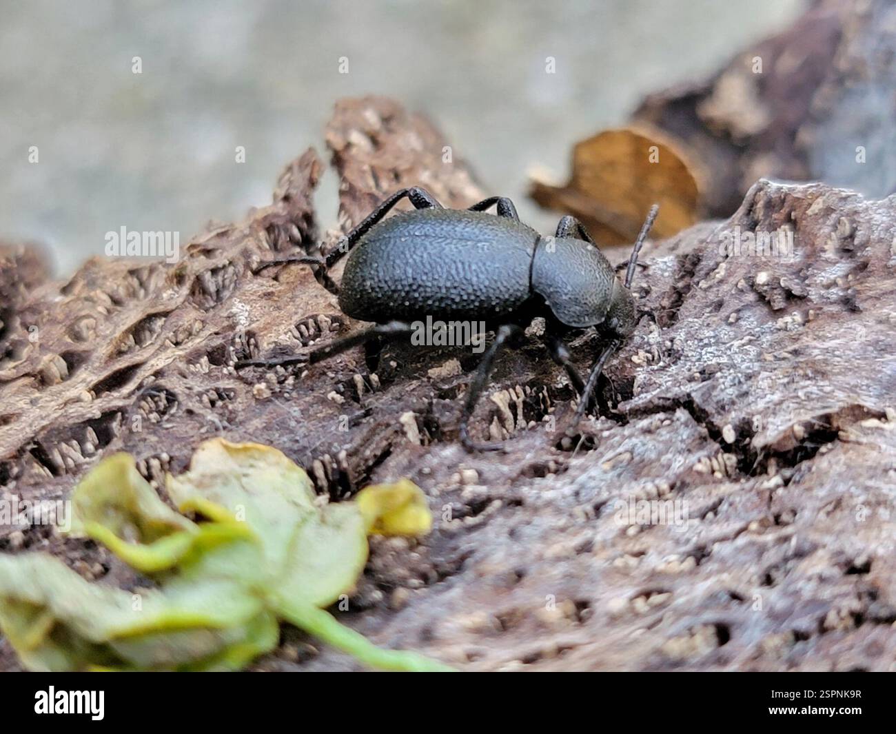 (Eleodes cordata), Insecta, Cupertino, CA, USA Stock Photo - Alamy