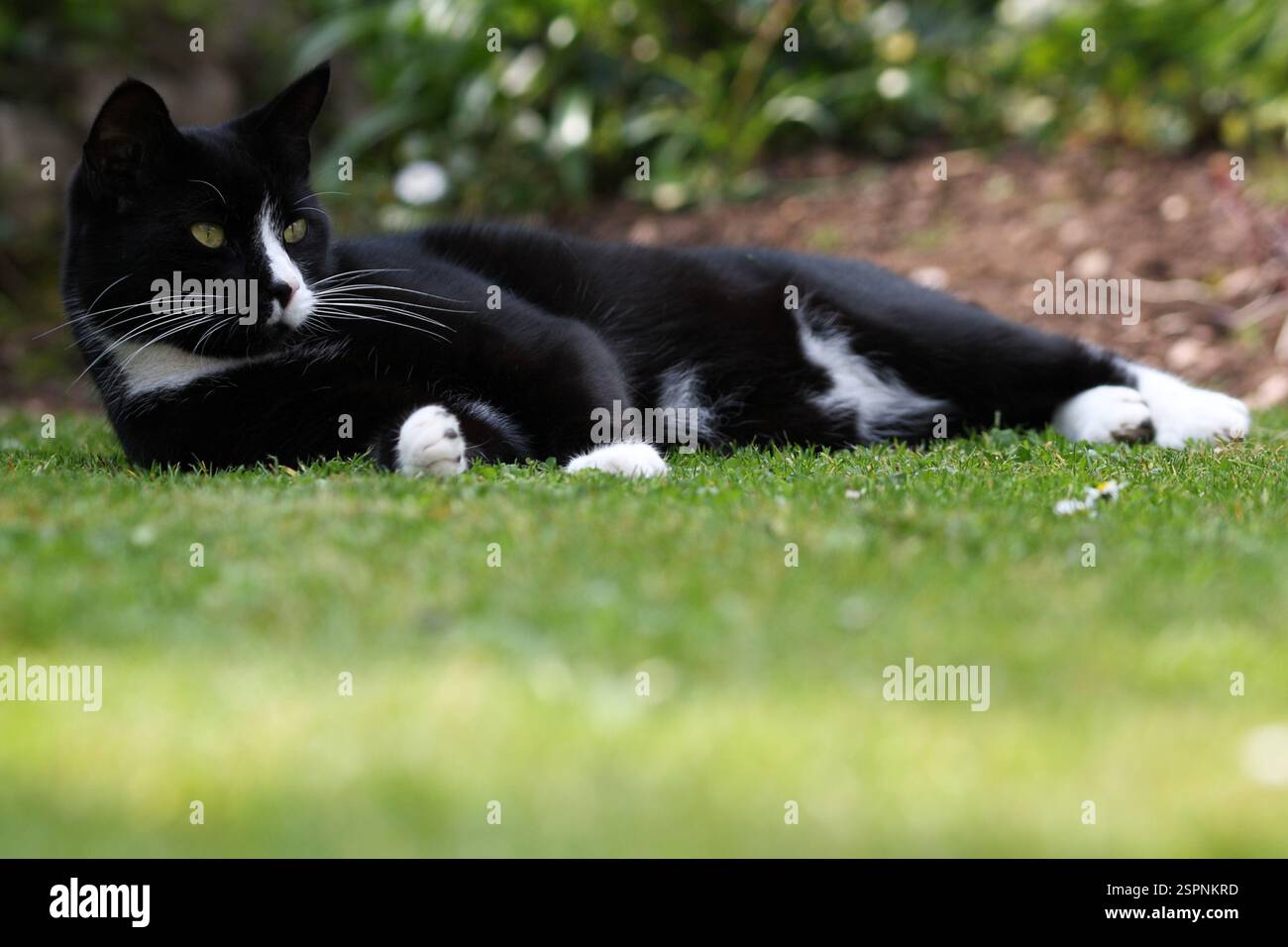 Black cat lying on grass hi-res stock photography and images - Alamy