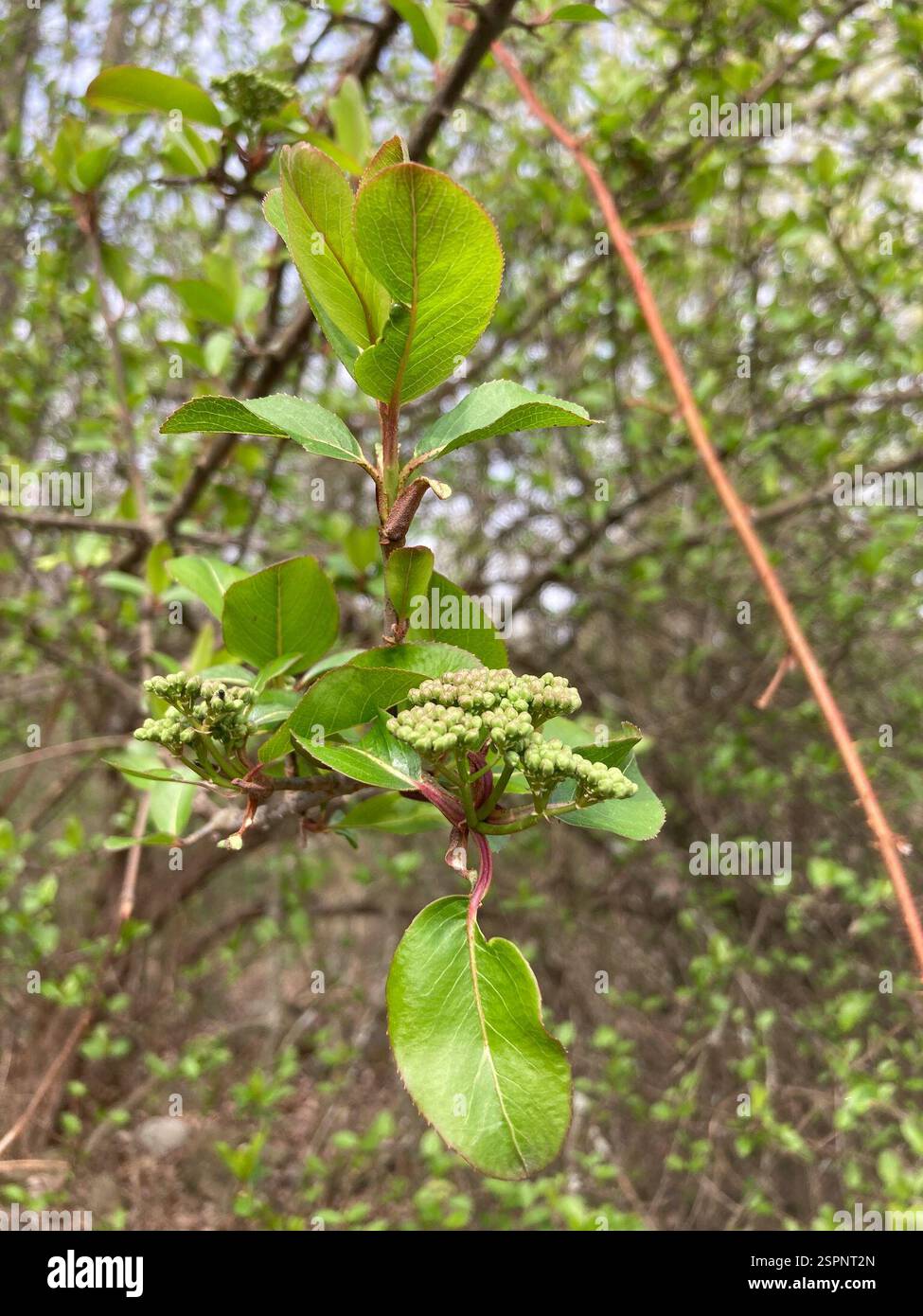 Acuminate tips hi-res stock photography and images - Alamy