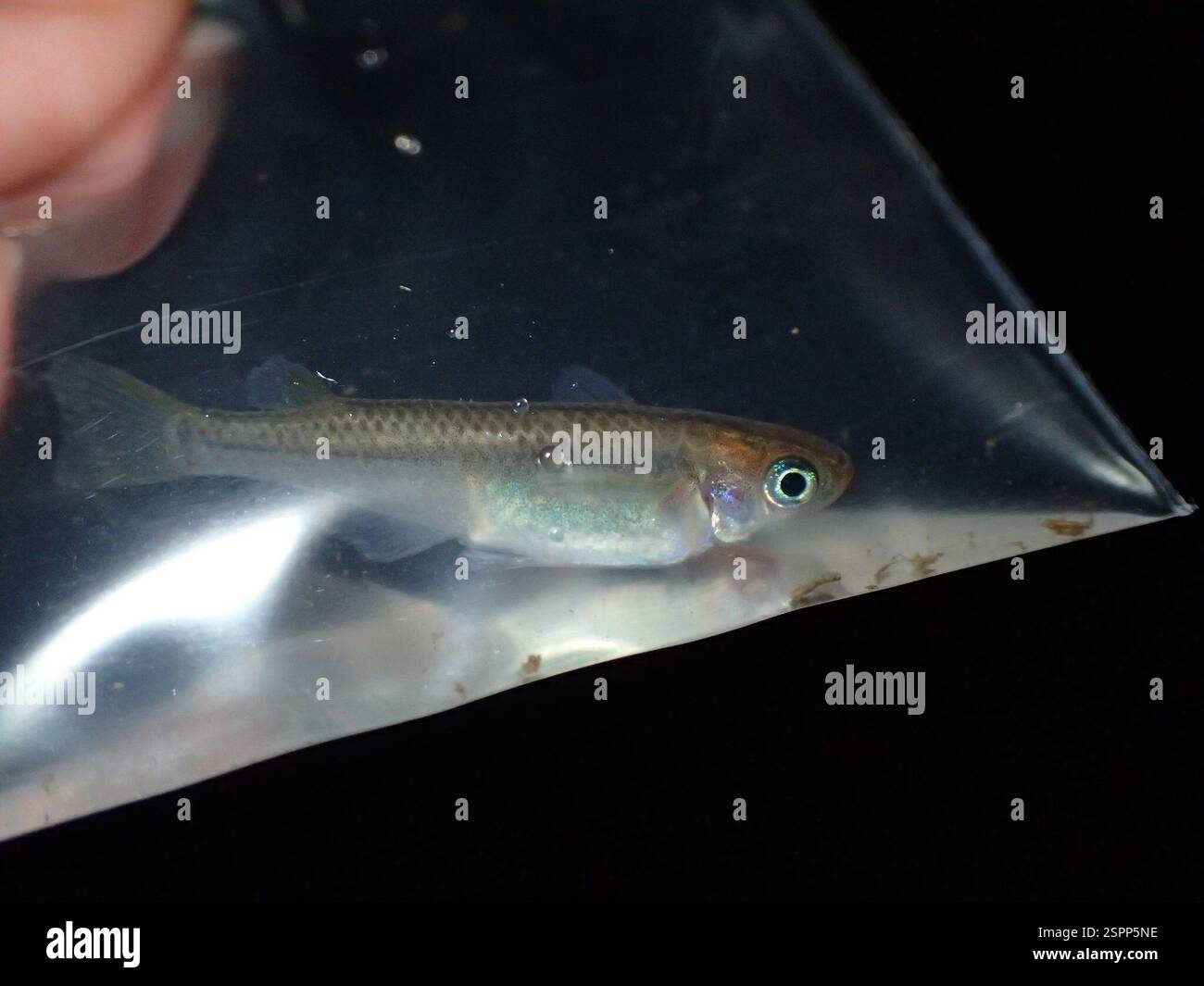 Pet Rice Fish Japanese ricefish hi-res stock photography and images - Alamy