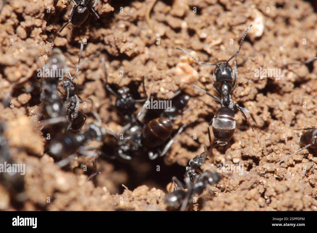 Magnu Insect (Tapinoma magnum), Insecta, 91014 Castellammare del Golfo, Trapani ...