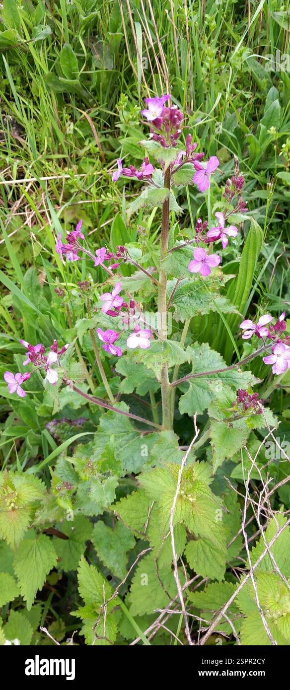 Annual Honesty (Lunaria annua), Plantae, Riccall, York YO19 6NN, UK ...