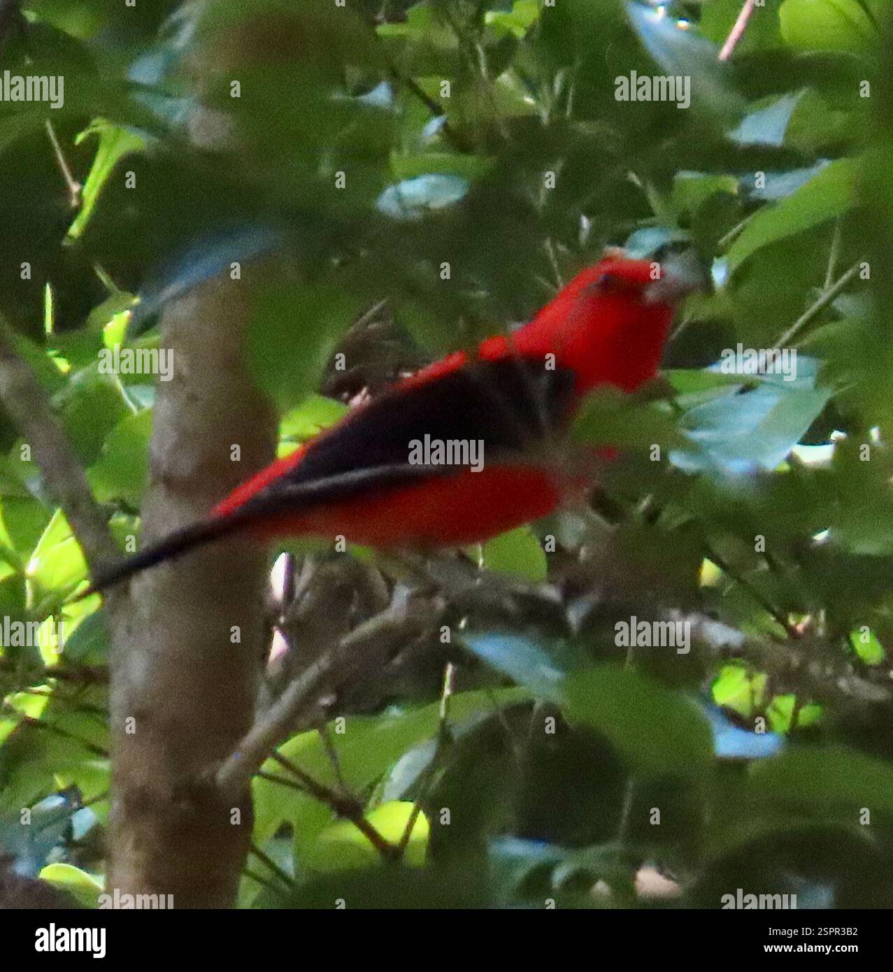 Scarlet Tanager (Piranga olivacea), Aves, Soberanía National Park ...
