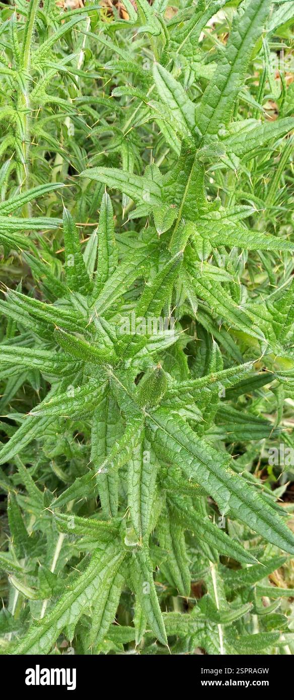 Bull Thistle (Cirsium vulgare), Plantae, Riccall, York YO19 6NN, UK ...