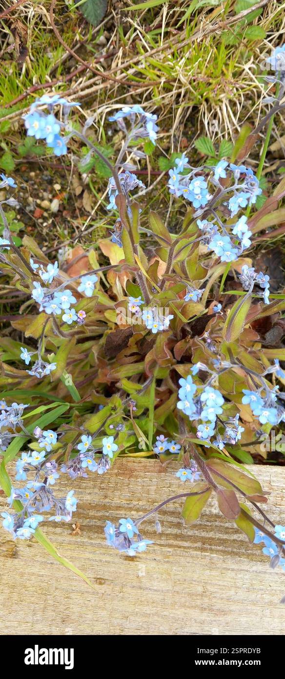 Forget-me-nots (Myosotis), Plantae, Riccall, York YO19 6NN, UK Stock ...