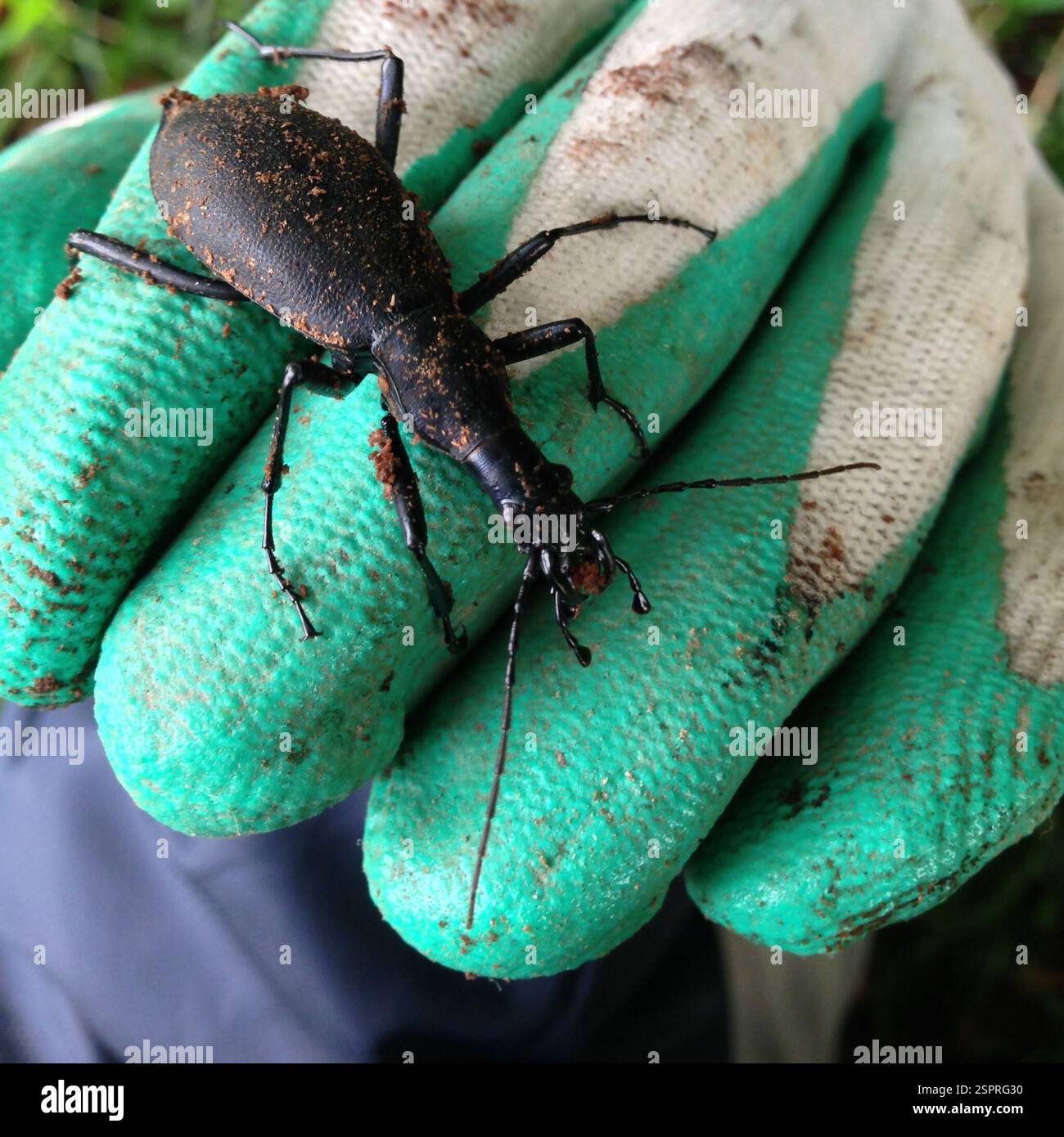 Carabus blaptoides hi-res stock photography and images - Alamy Carabus blaptoides hi-res stock photography and images - Alamy