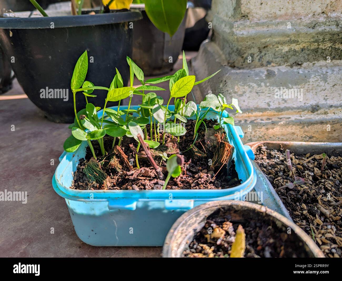 Young peanut plants (Arachis hypogaea) sprouting in a blue container, an important legume crop known for its edible seeds and nitrogen-fixing properties. - Smartphone Captured Stock Image