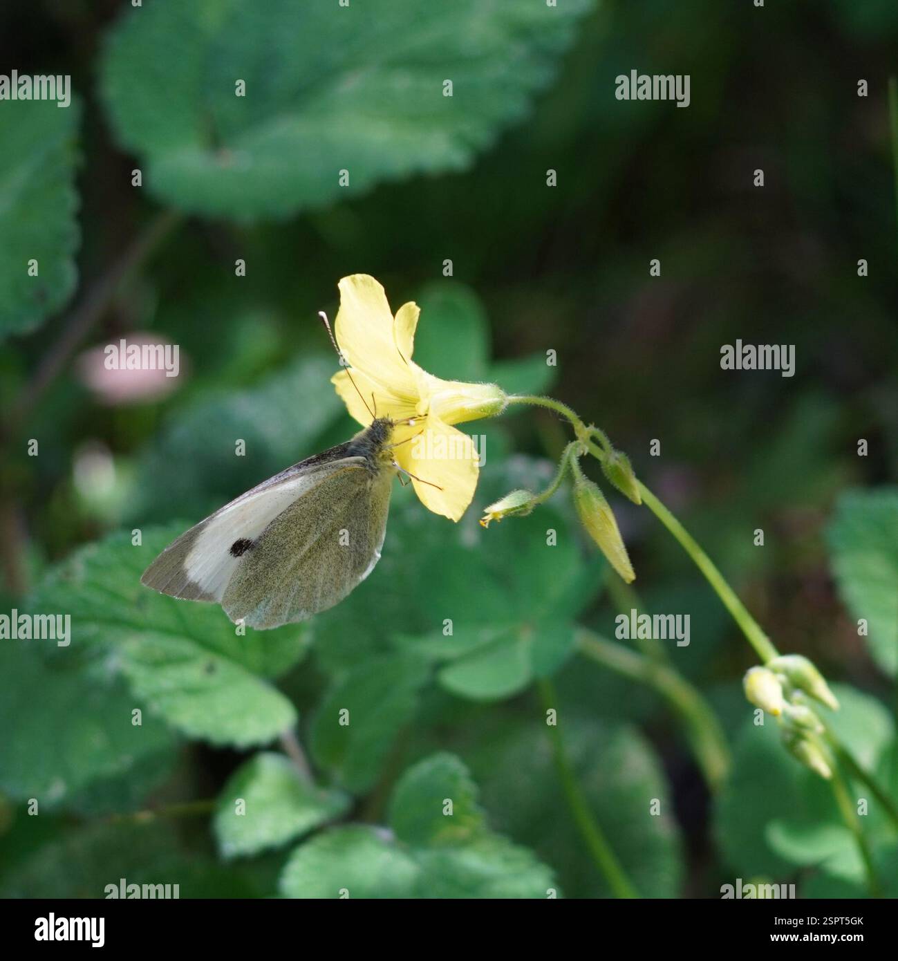 Large White (Pieris brassicae), Insecta, Matrouh Governorate 5013001 ...