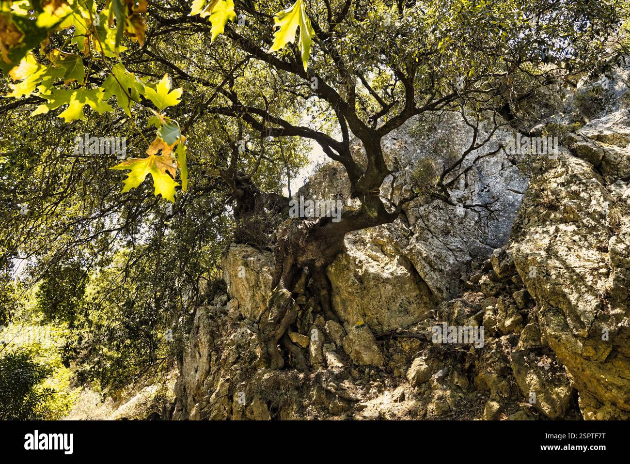 Trees growing on a bottom of an empty river valley in topolia gorge ...