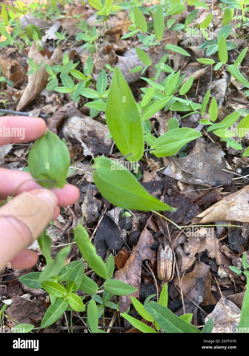 Portulaca Invernale (Montia Perfoliata) Biologico - Circa 750 - Foto 10