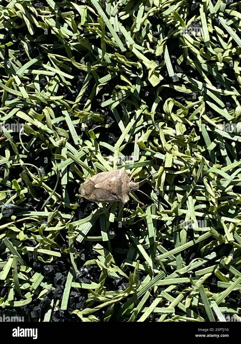 Brown Stink Bug (Euschistus servus), Insecta, Scheels Overland Park ...