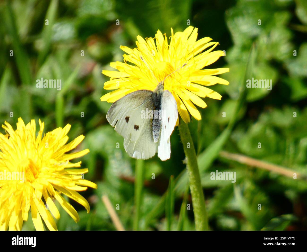 Small White (Pieris rapae), Insecta, 23010 Buglio In Monte SO, Italia ...