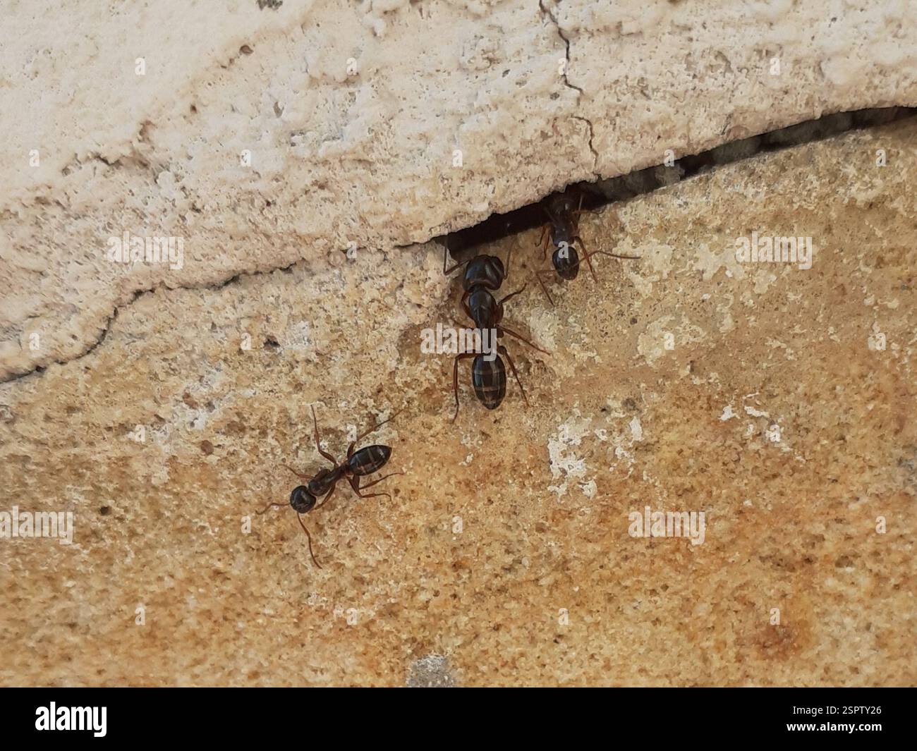 Cracking Insect (Camponotus fallax), Insecta, Stare Podgórze, Kraków, Polska, Huge ...