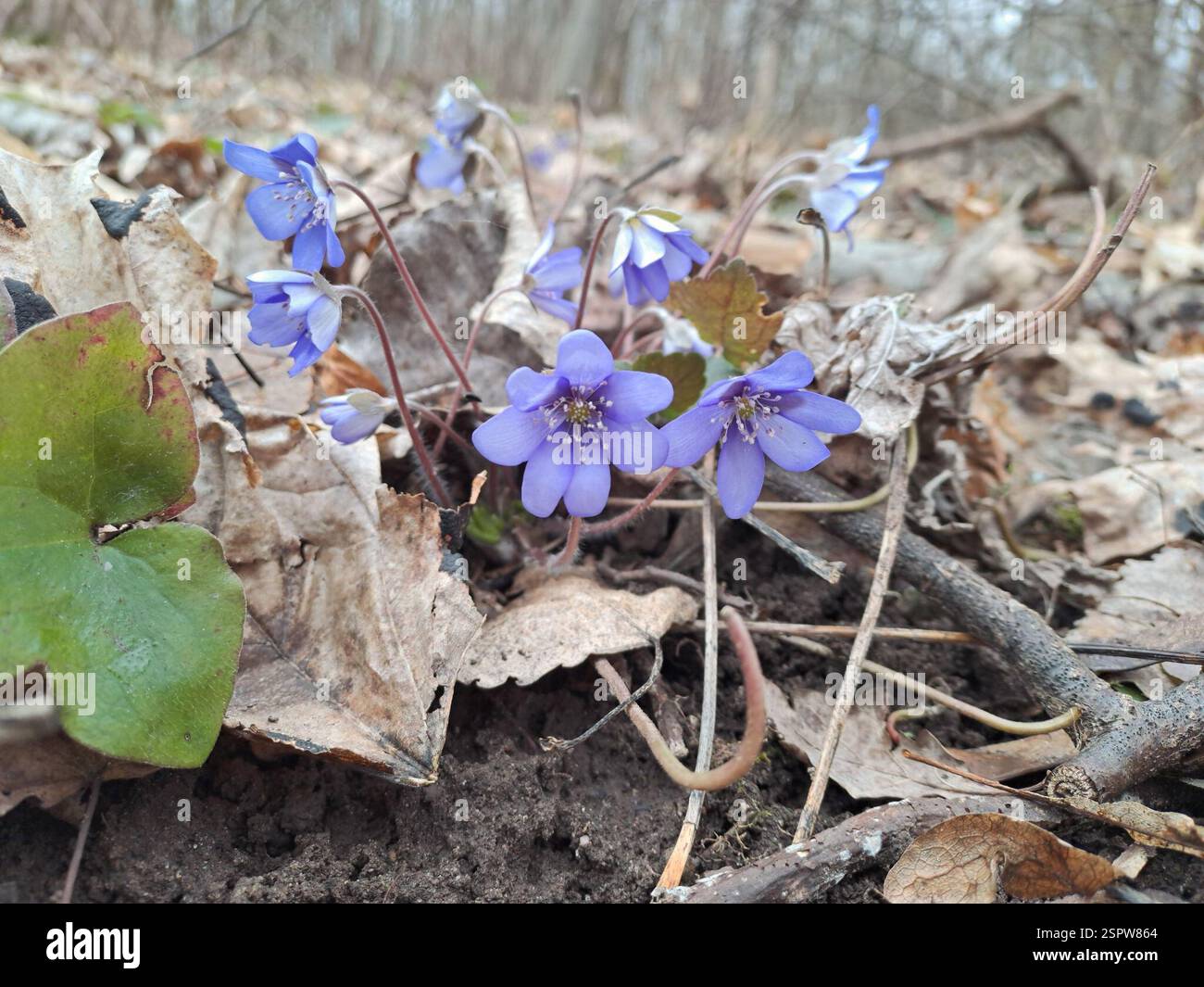 Liverlleaf Liverleaf (Hepatica nobilis), Plantae, 46280 Kaunas, Lietuva Stock ...