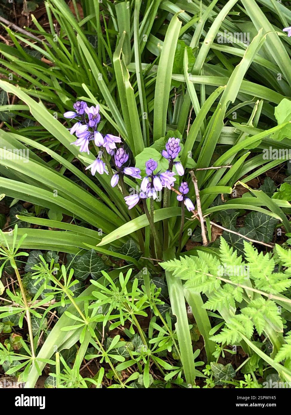 Bluebells (Hyacinthoides), Plantae, Hathern, Loughborough, England, GB Stock Photo