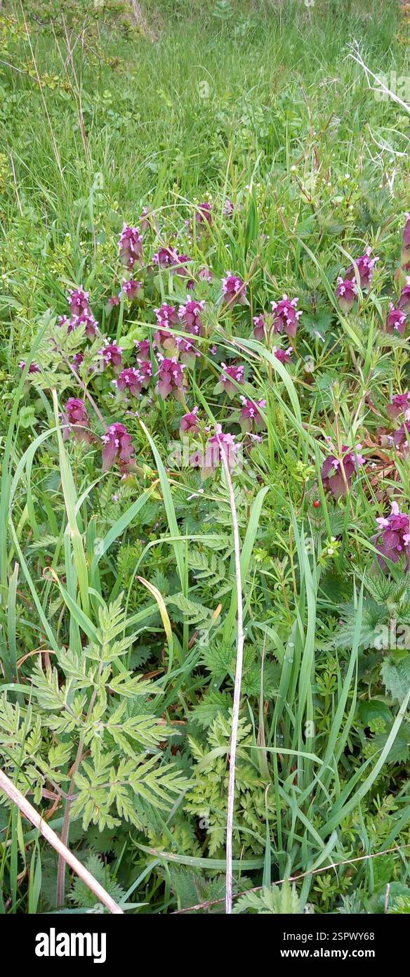 red deadnettle (Lamium purpureum), Plantae, Riccall, York YO19 6NN, UK ...