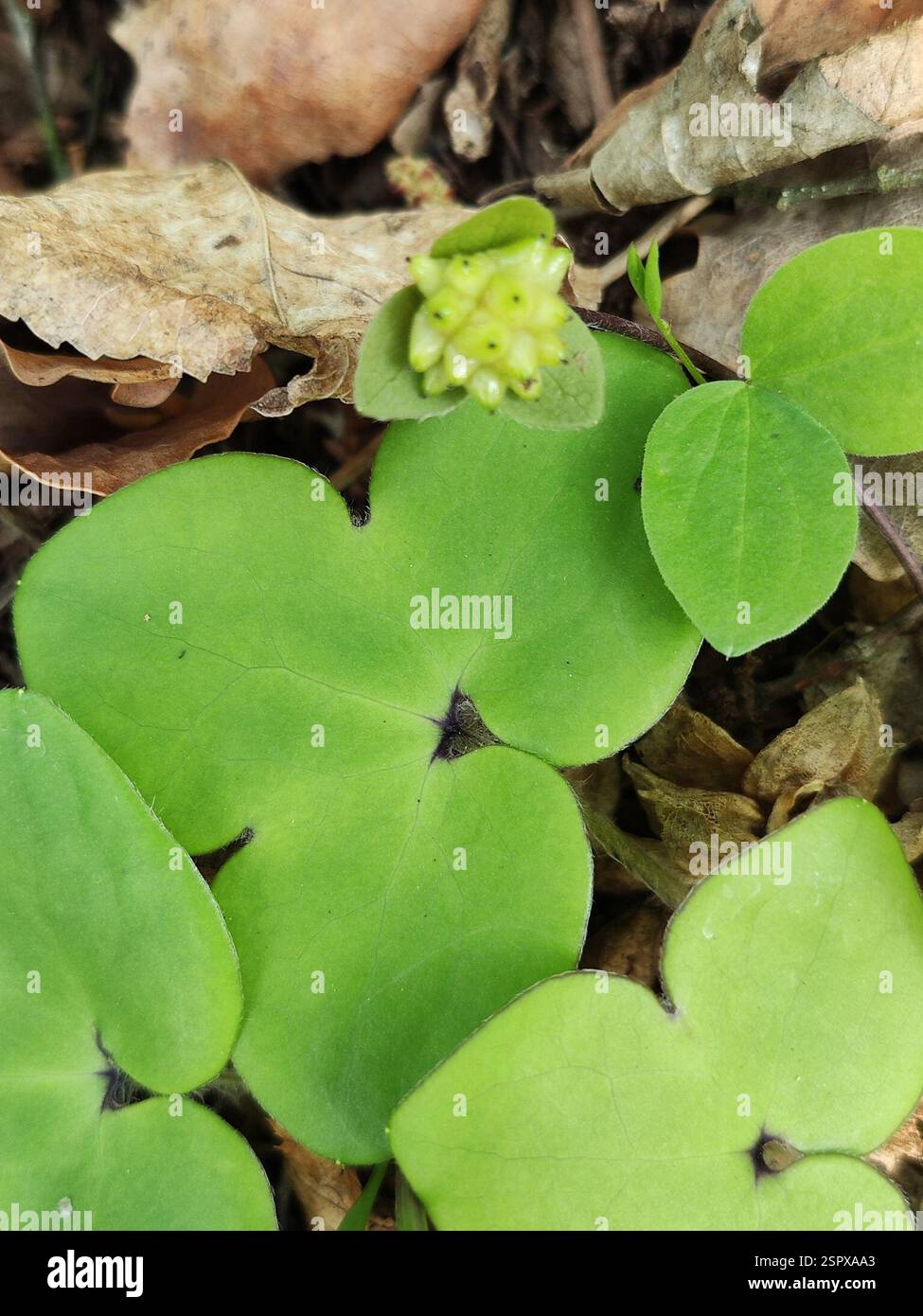 Liverlleaf Liverleaf (Hepatica nobilis), Plantae, Castellino delle Formiche ...